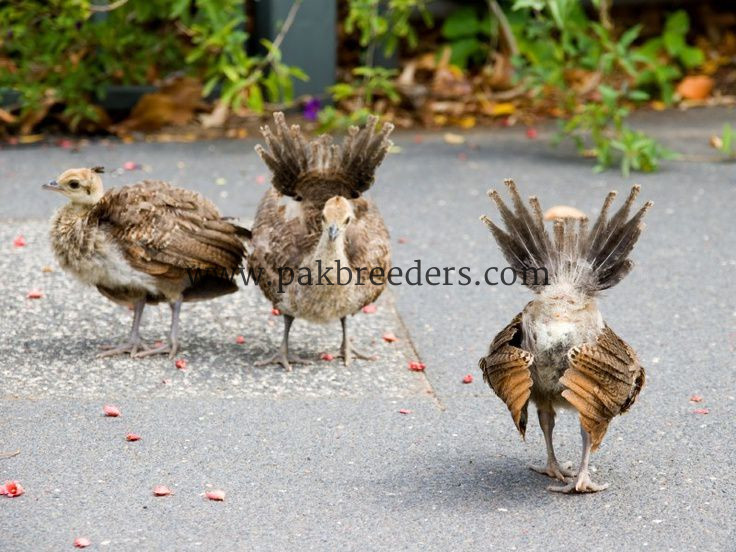 Peacock mor chicks available hai k bachy