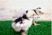 Fancy hens chicks for sale