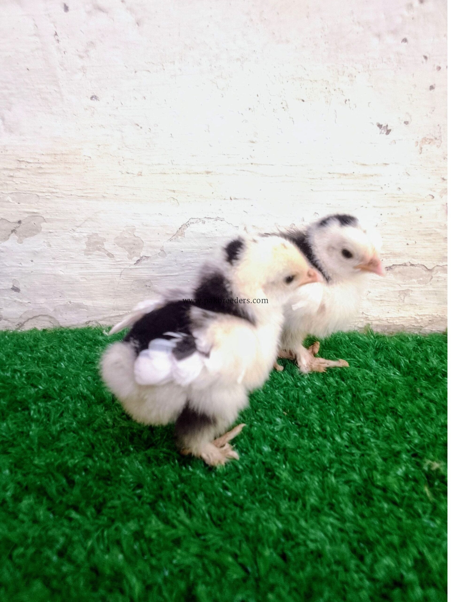 Fancy hens chicks for sale