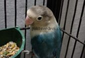 Love birds for sale . Urgent sale