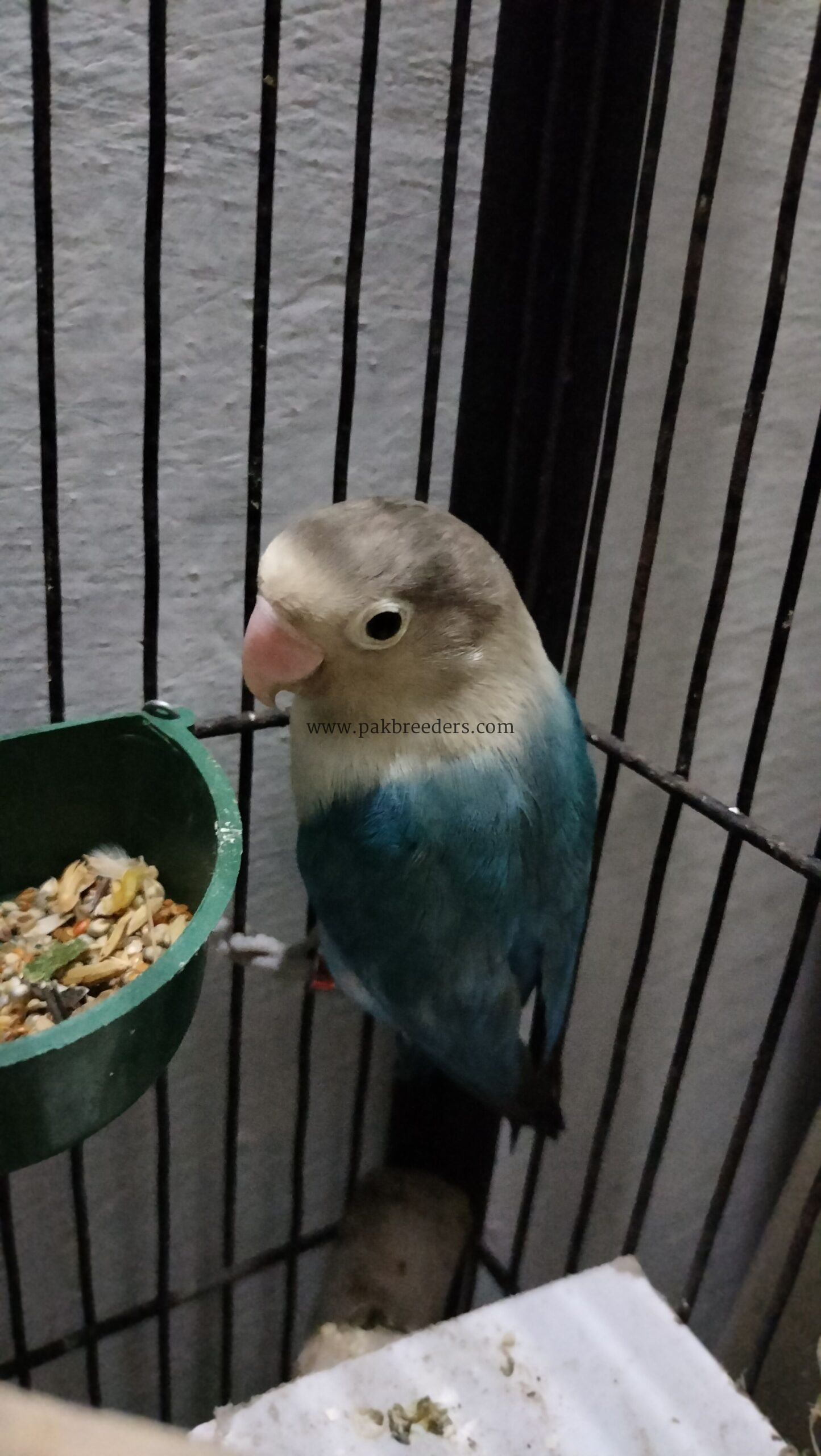 Love birds for sale . Urgent sale