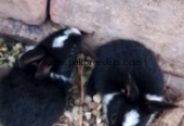 Black white rabbit babies two twins baby