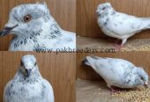 Pigion for Urgent Sale