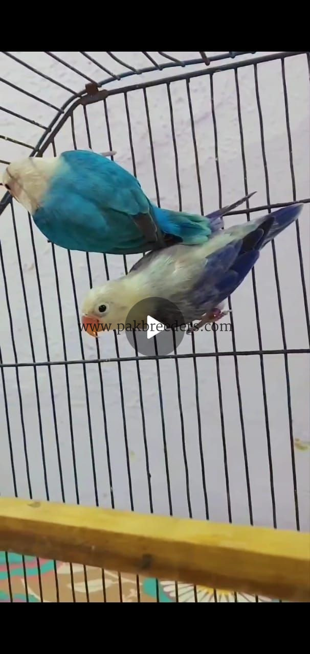 Love birds breeder pair for sale