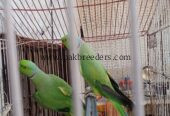 Pair Katha Green Ringneck