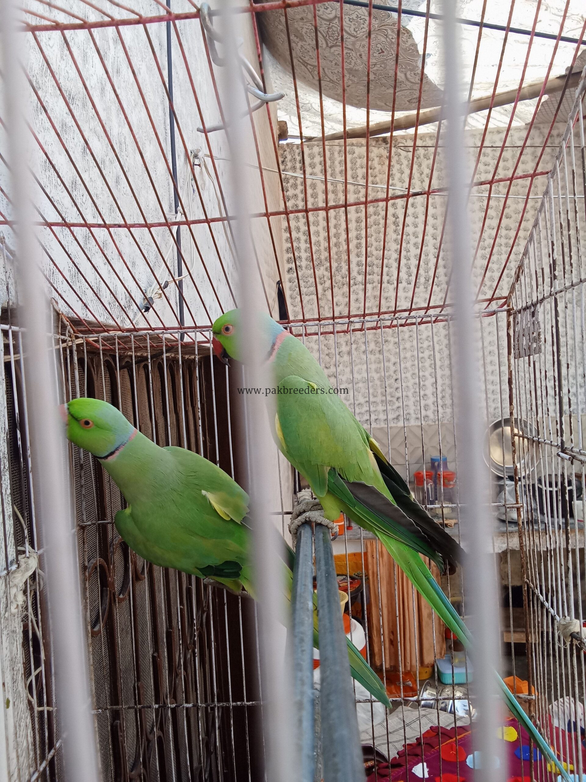 Pair Katha Green Ringneck