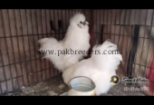 Silki pair for sale and eggs