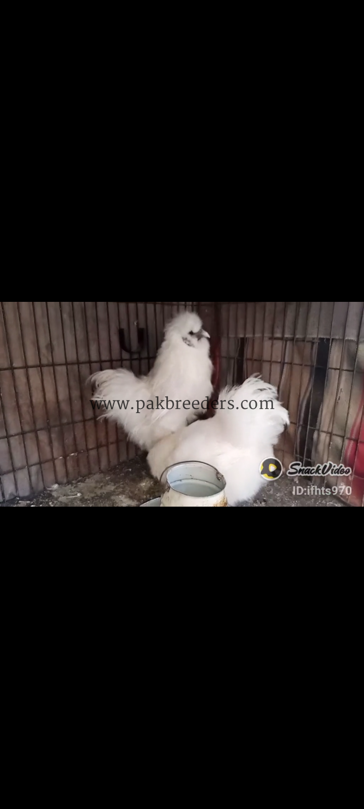 Silki pair for sale and eggs