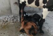 Goat for urgent sale 2 bacho ke sath 03224720701