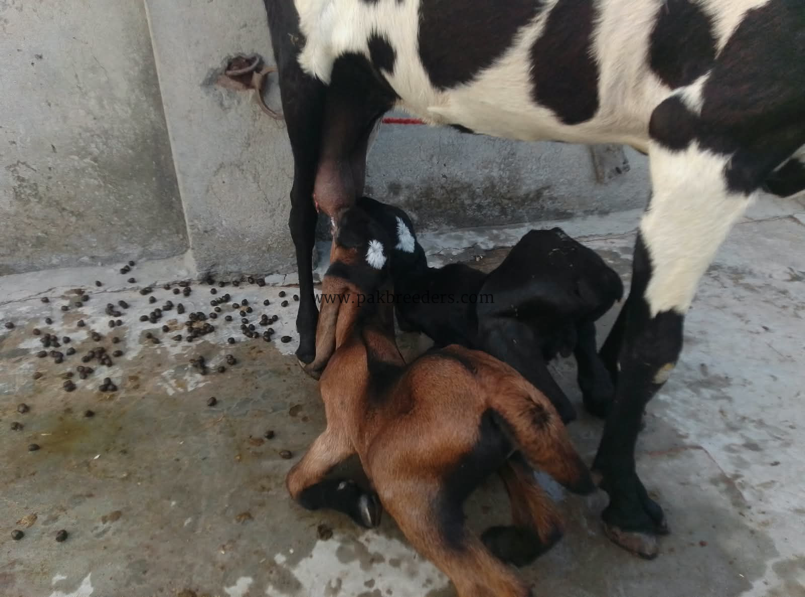Goat for urgent sale 2 bacho ke sath 03224720701