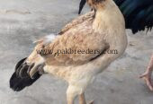Aseel hen almost 7 months old active