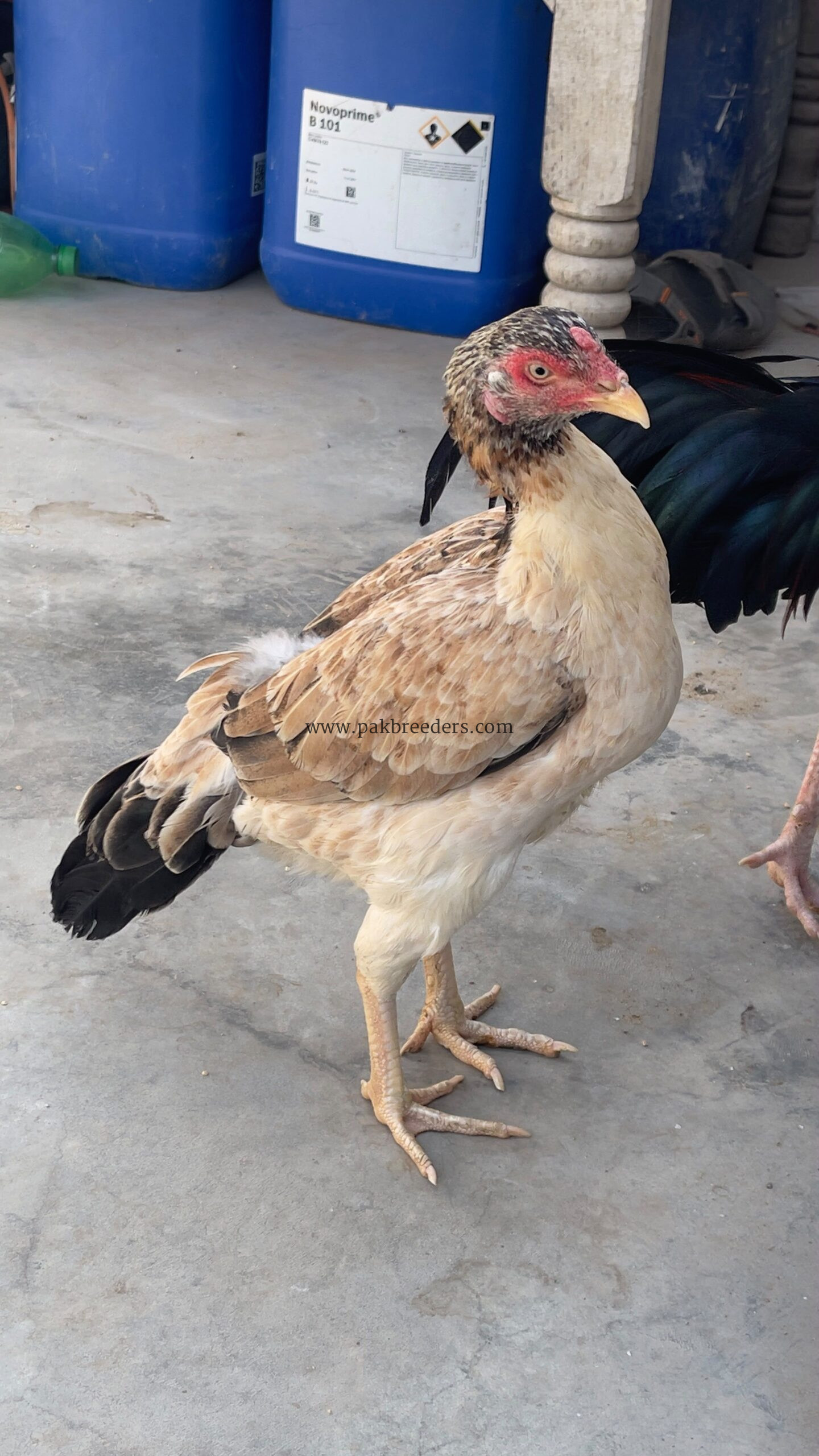 Aseel hen almost 7 months old active