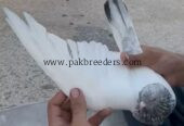 Breedar goldan male.