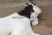 ایک سالہ صحت مند نر بکرا فروخت کے لیے دستیاب ہے۔ قیمت 115,000 روپے ہے۔ دلچسپی رکھنے والے خریدار مزید تفصیلات کے لیے رابطہ کریں۔