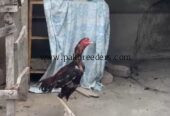 Lakha aseel murga,vaccinated,aseel,pakistani aseel mianwali aseel