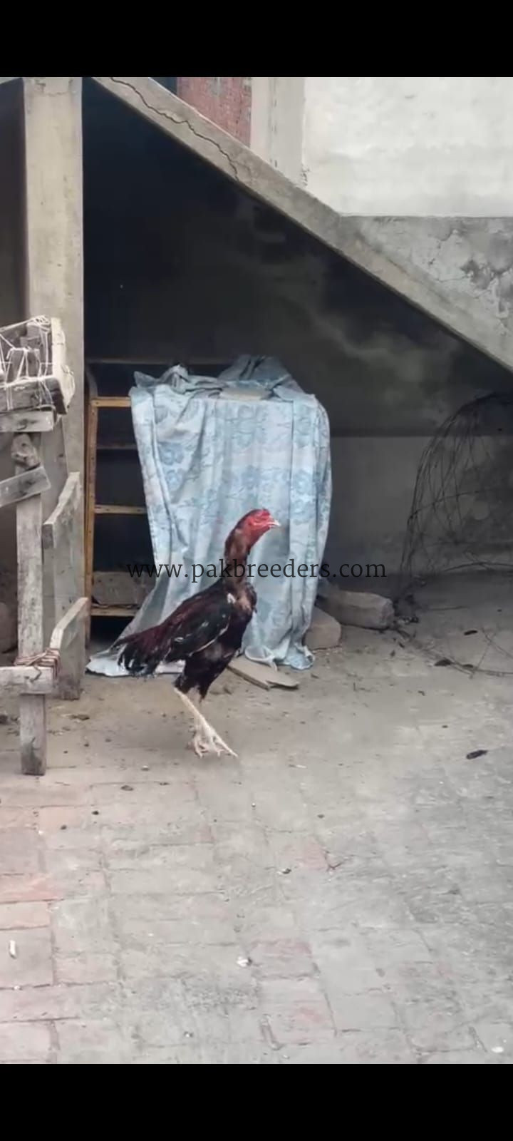 Lakha aseel murga,vaccinated,aseel,pakistani aseel mianwali aseel