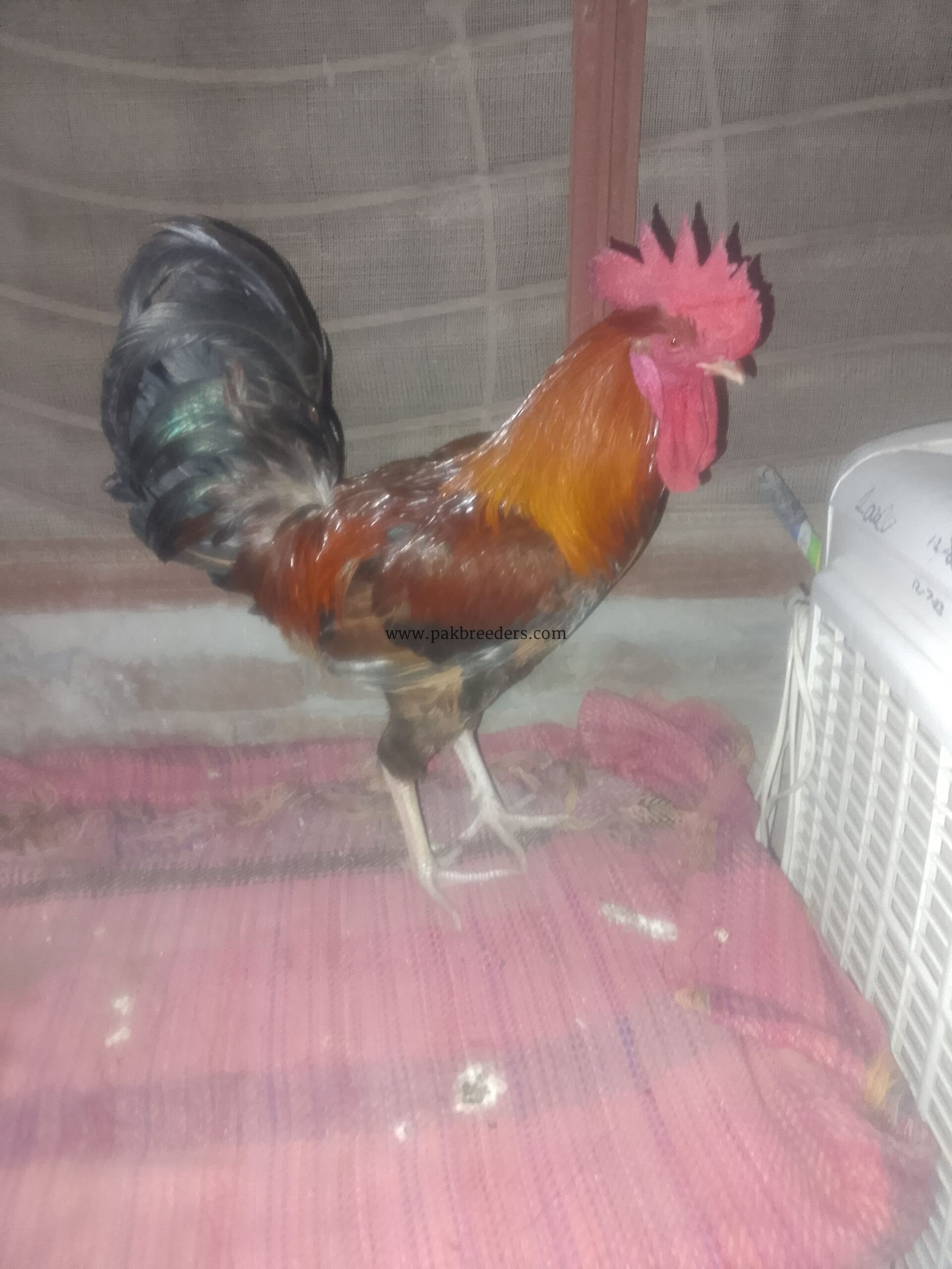 🐓 خوبصورت رنگین مرغا فروخت کے لیے