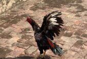 Mianwali aseel amroha blood line,pakistani aseel,best aseel,vaccinated aseel,Thai aseel