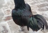 Ayam cemani gray tongue male