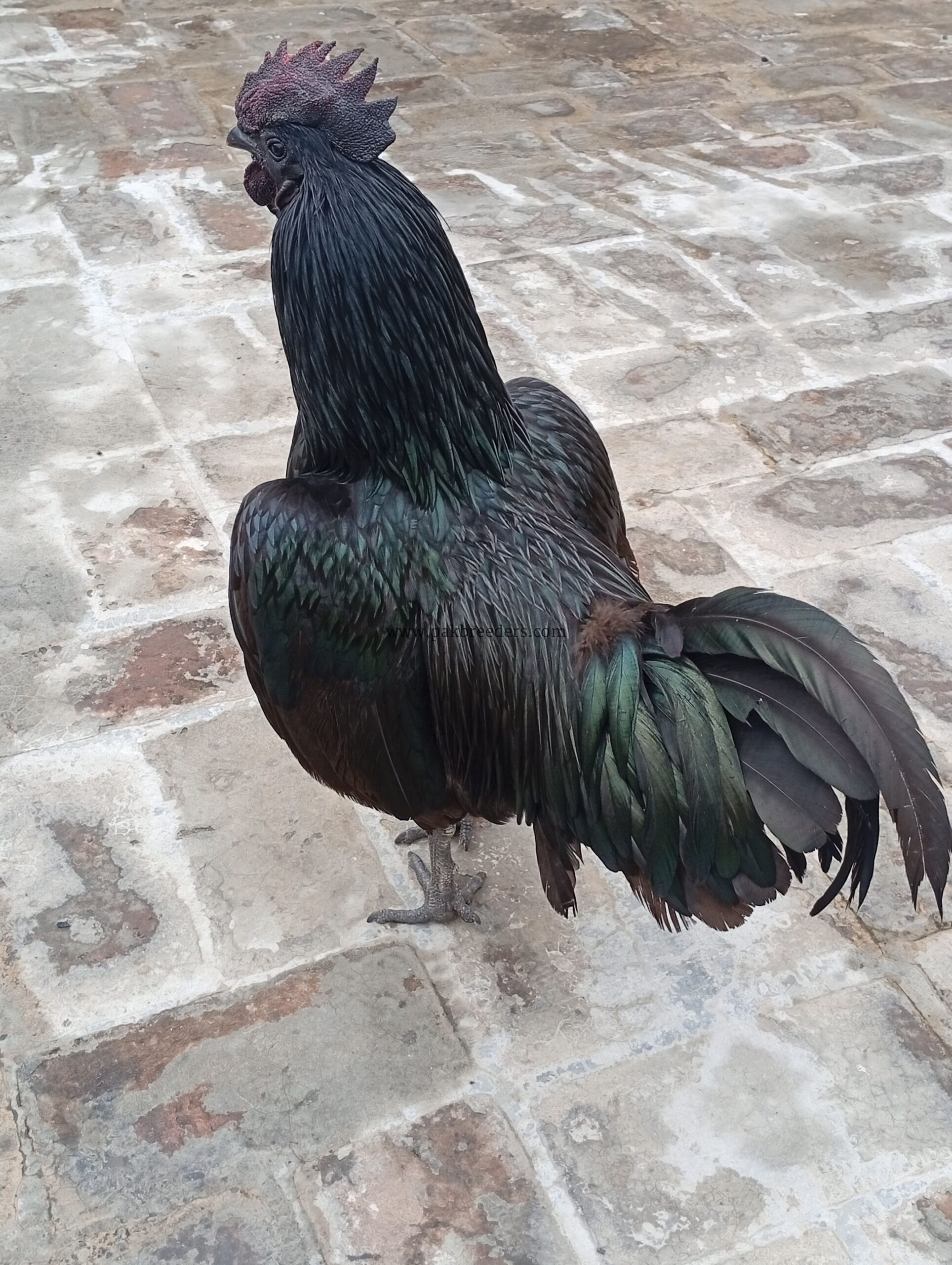 Ayam cemani gray tongue male