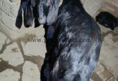 Teddy Bakra breeder male