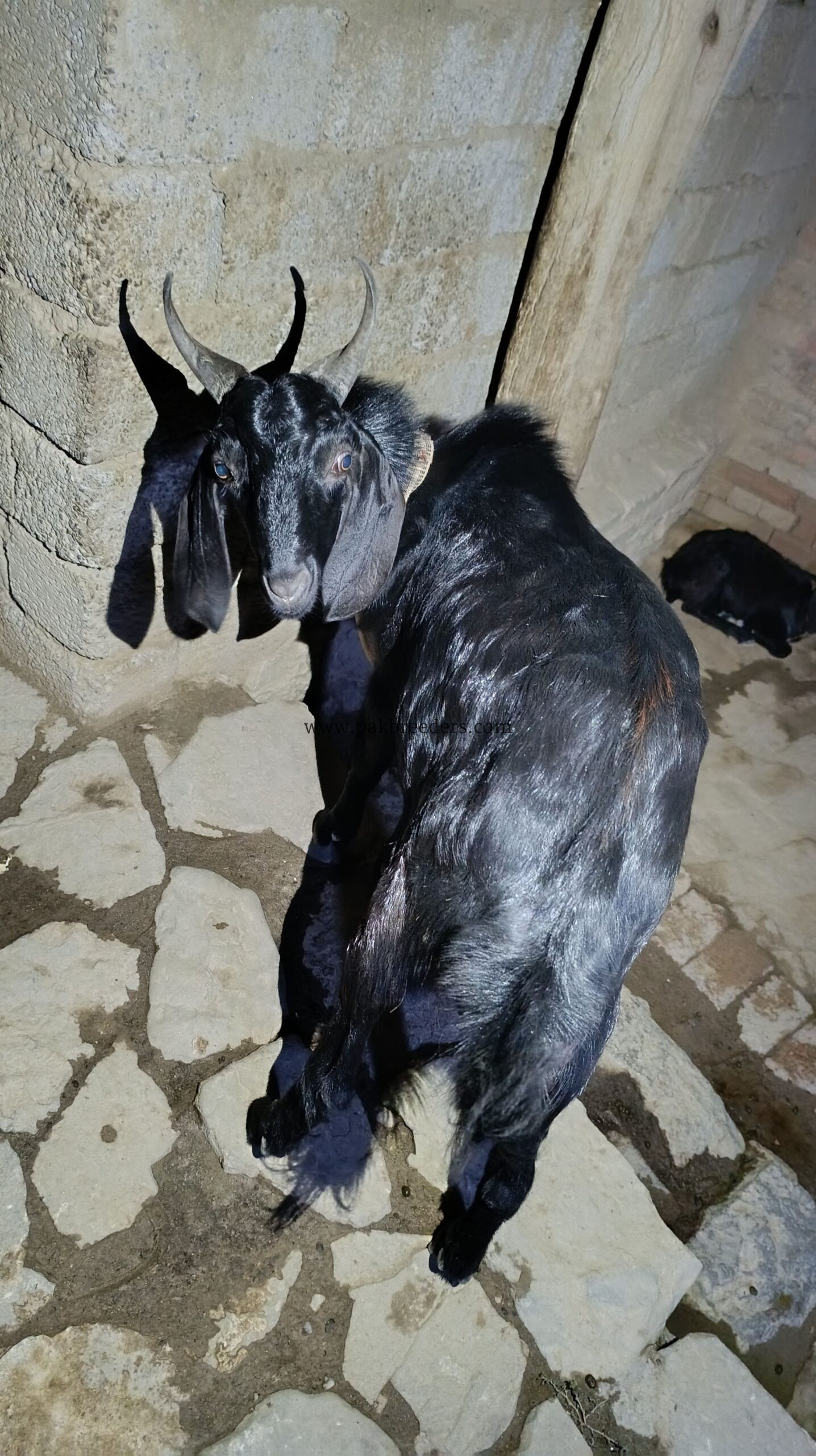 Teddy Bakra breeder male