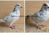 Pigion for Urgent Sale