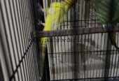 Argent sale bird beautiful bird mail