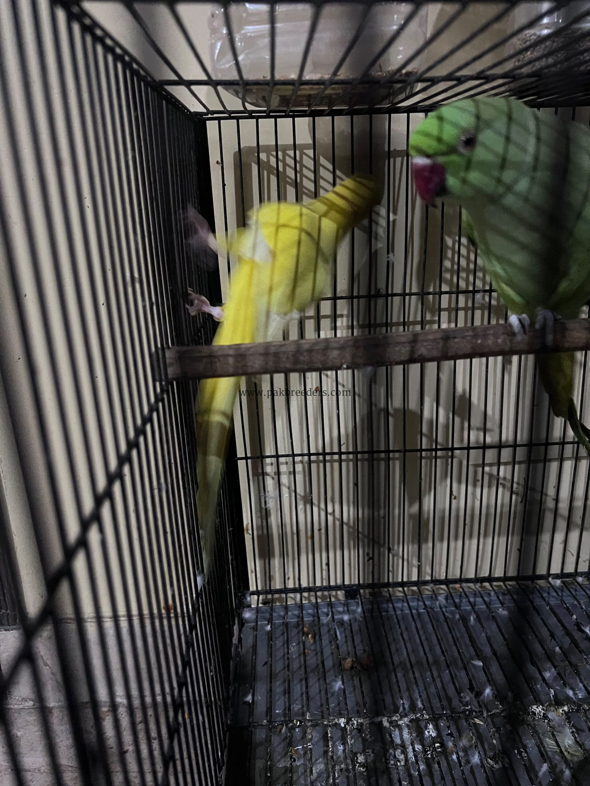 Argent sale bird beautiful bird mail