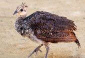 Peacock mor chicks available hai k bachy