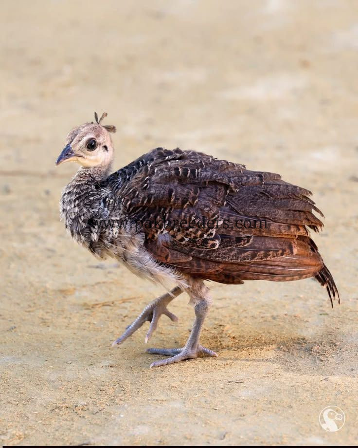 Peacock mor chicks available hai k bachy