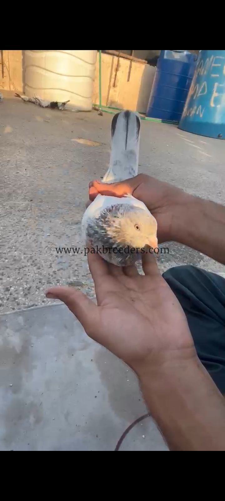 Breedar goldan male.