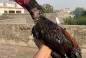 Mianwali aseel amroha blood line,pakistani aseel,best aseel,vaccinated aseel,Thai aseel