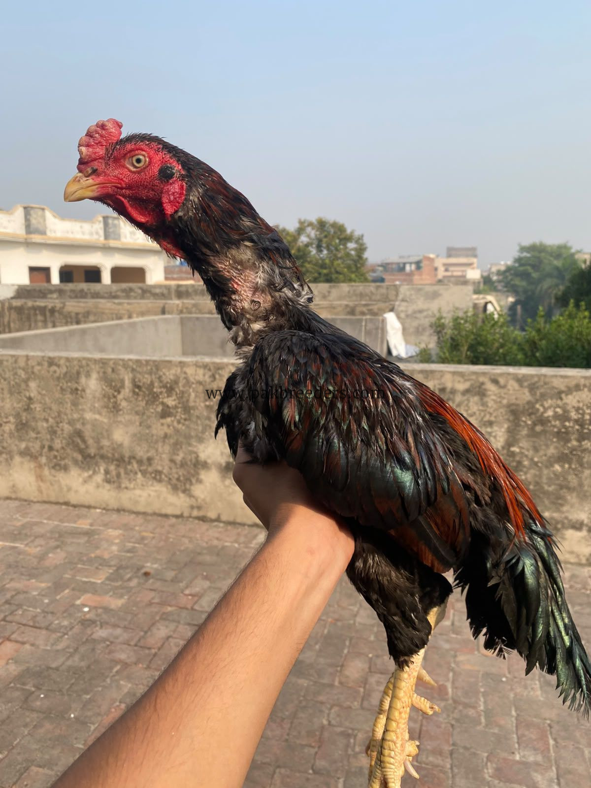 Mianwali aseel amroha blood line,pakistani aseel,best aseel,vaccinated aseel,Thai aseel