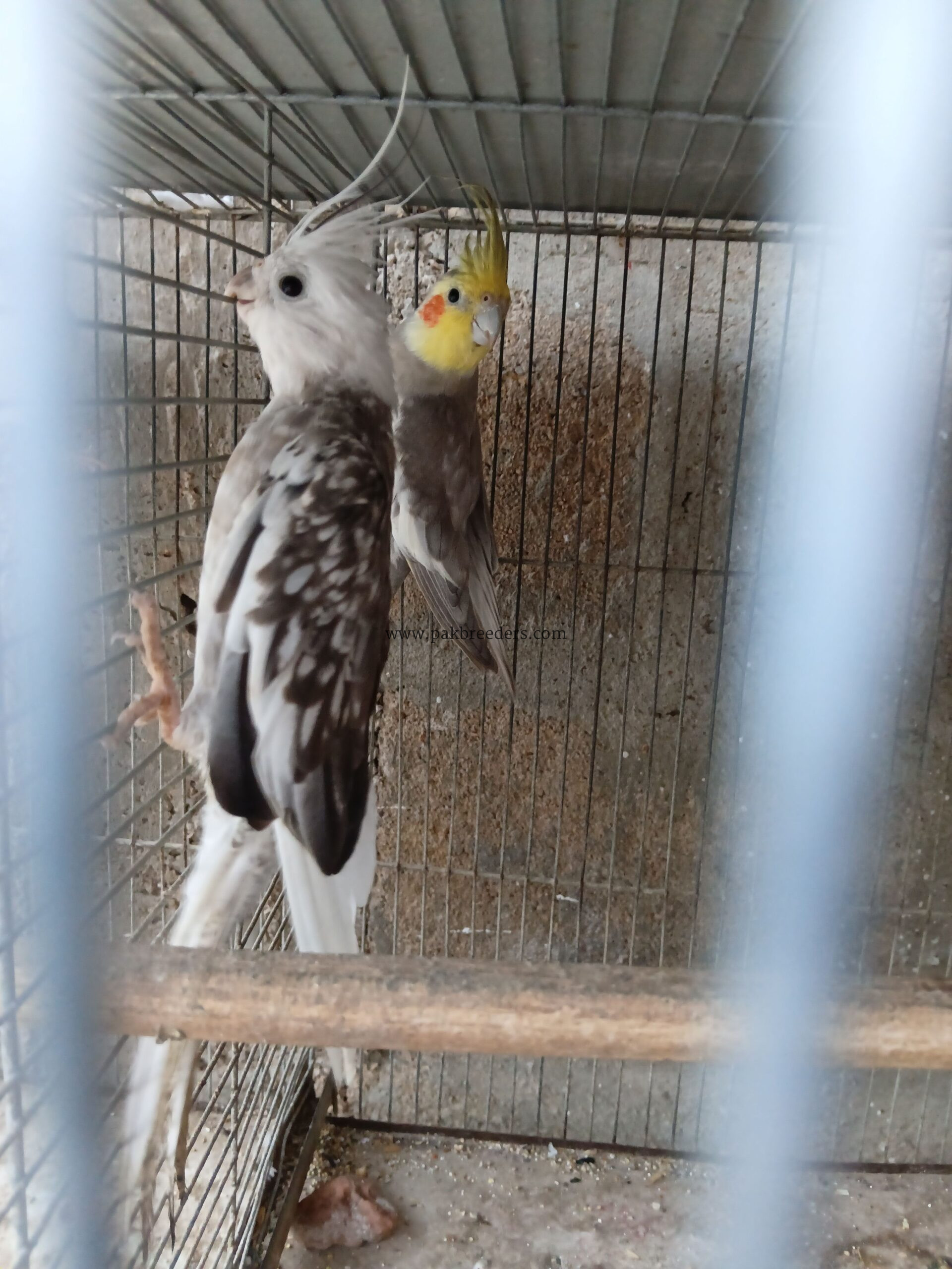 COCKTAIL Pair For Sale