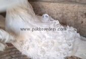 mashallah beautiful top quality White frillback ka young breeder pair available