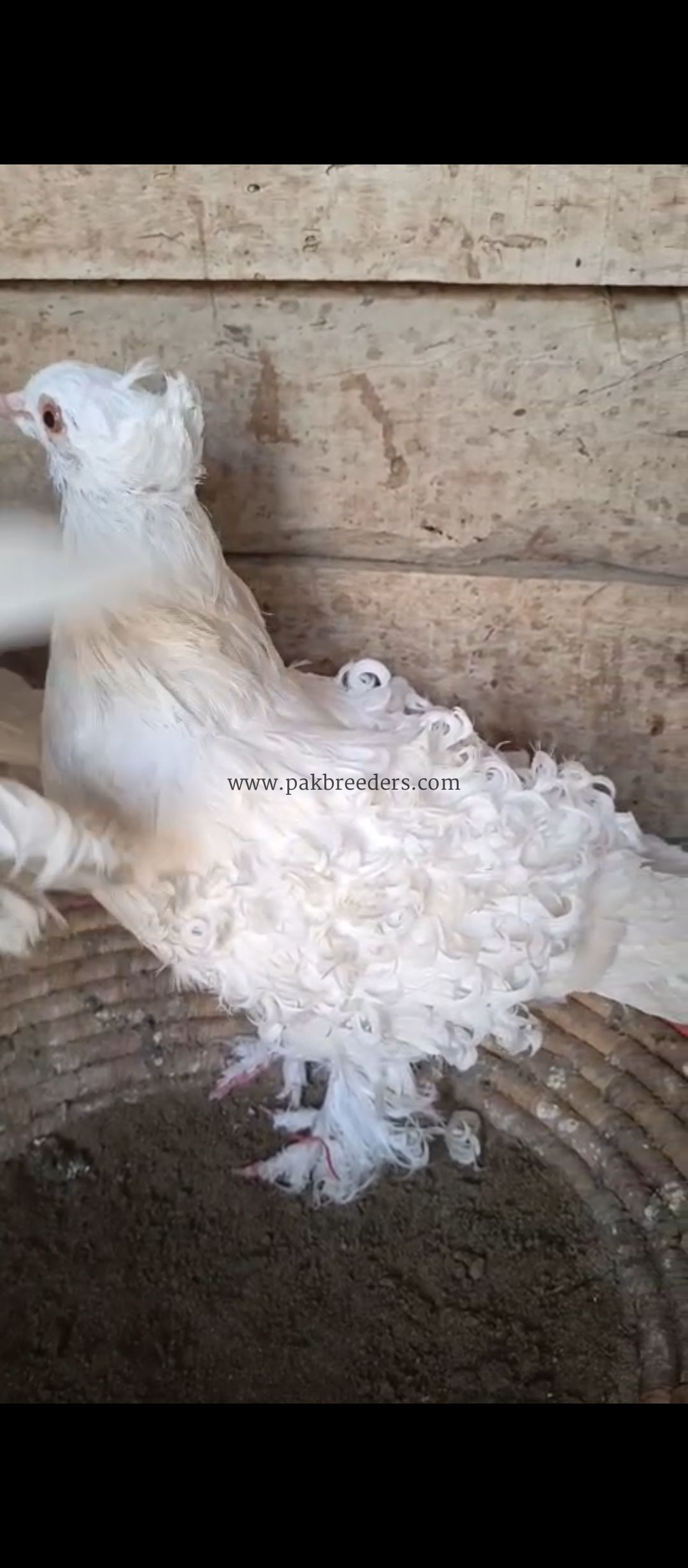 mashallah beautiful top quality White frillback ka young breeder pair available