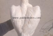 Paper white heera aseel female