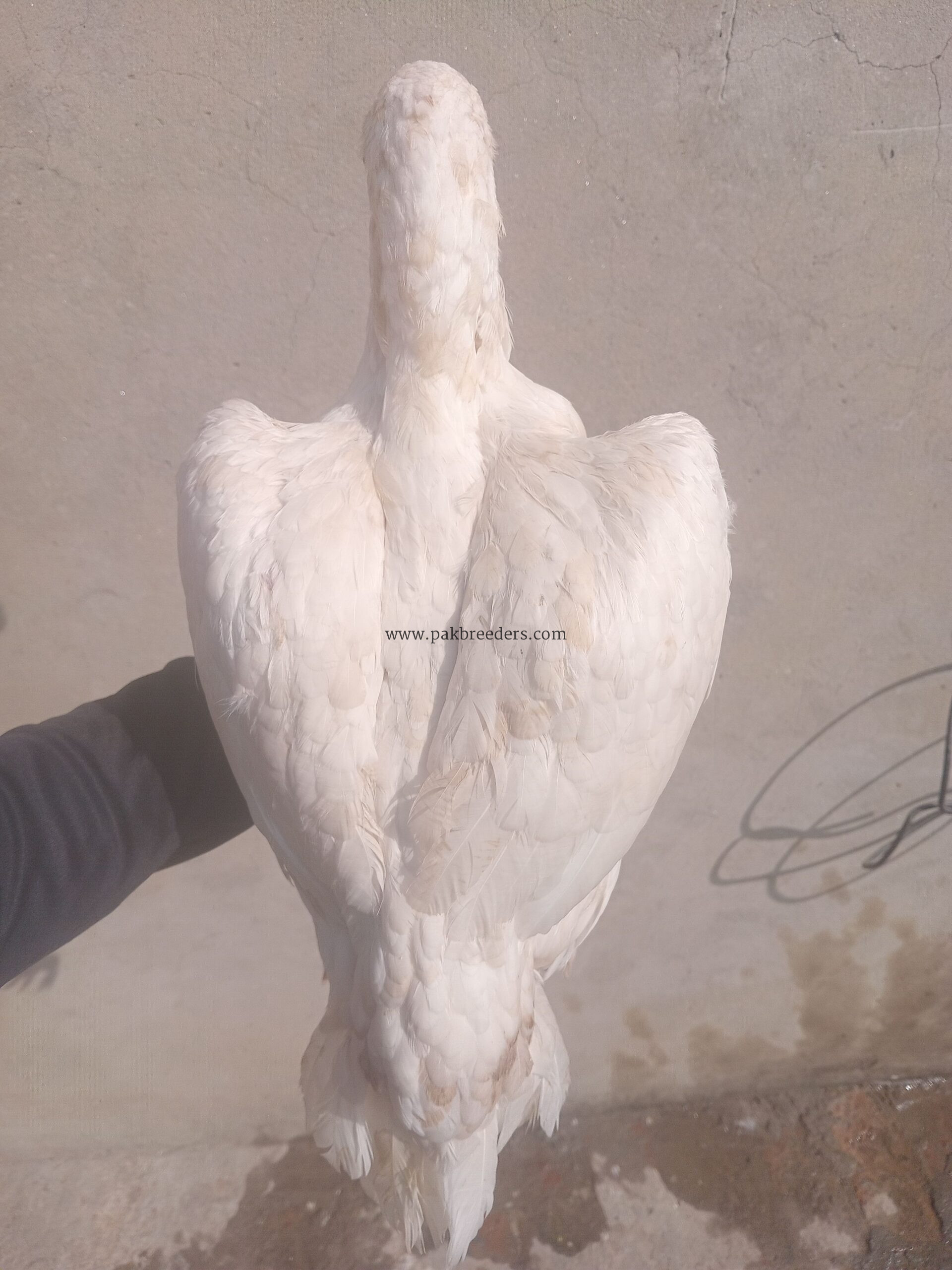 Paper white heera aseel female