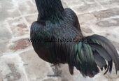 Ayam cemani gray tongue male