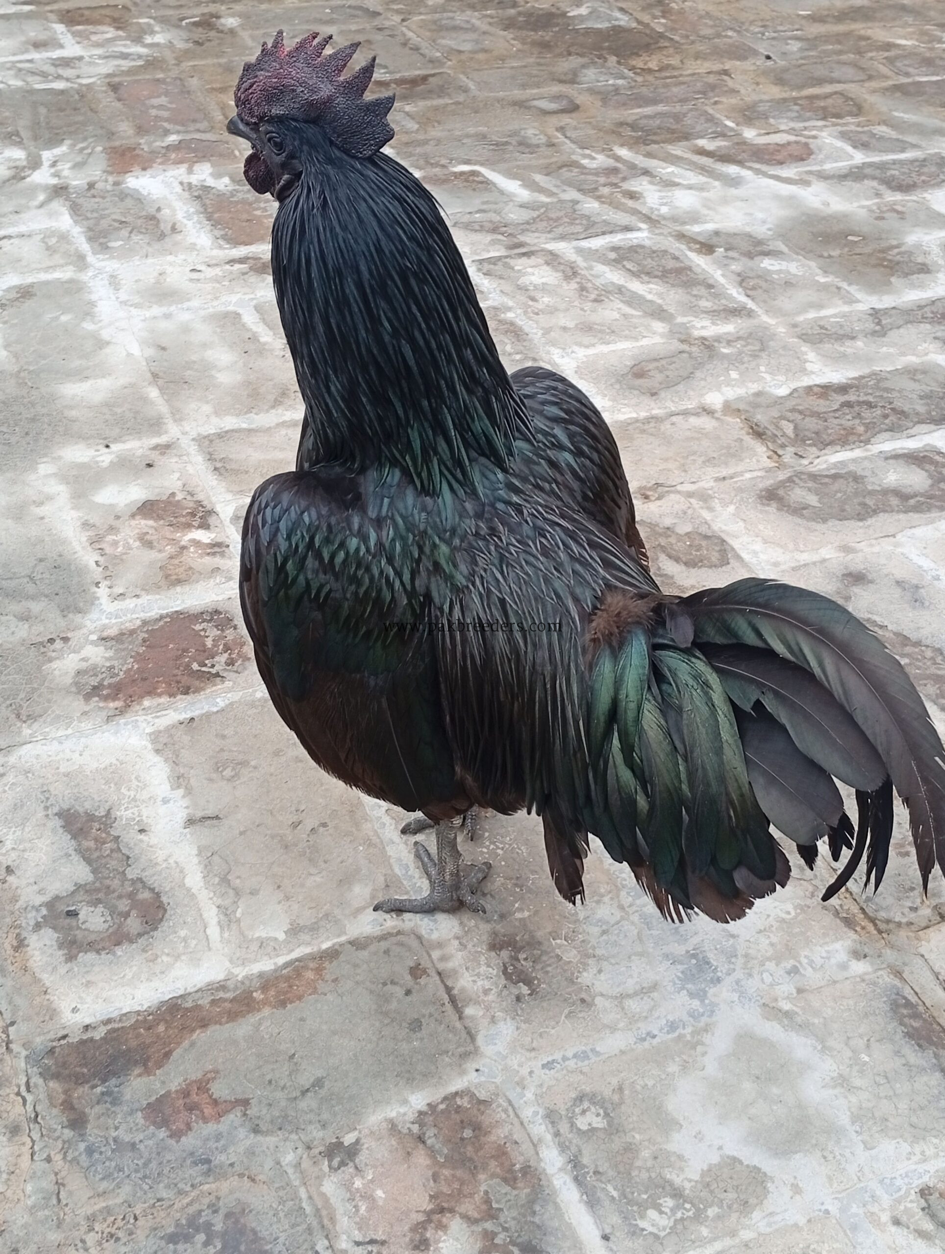 Ayam cemani gray tongue male
