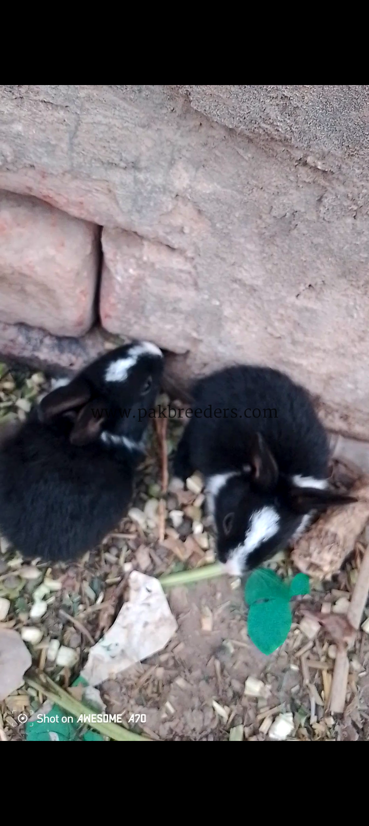 Rabbit babies location shahdara Lahore