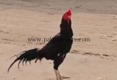 Rata aseel murga sell