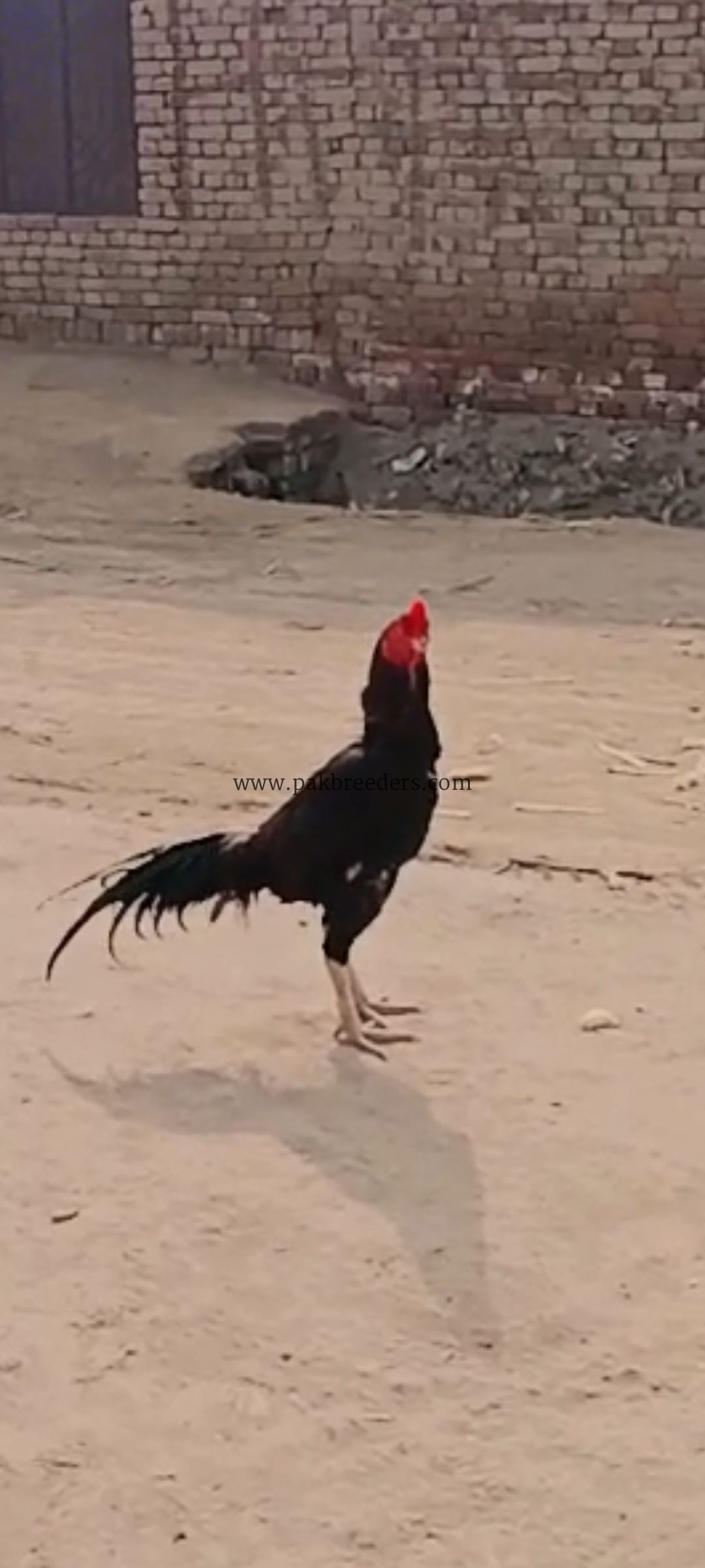 Rata aseel murga sell