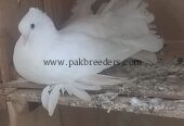 Elite class English fantail