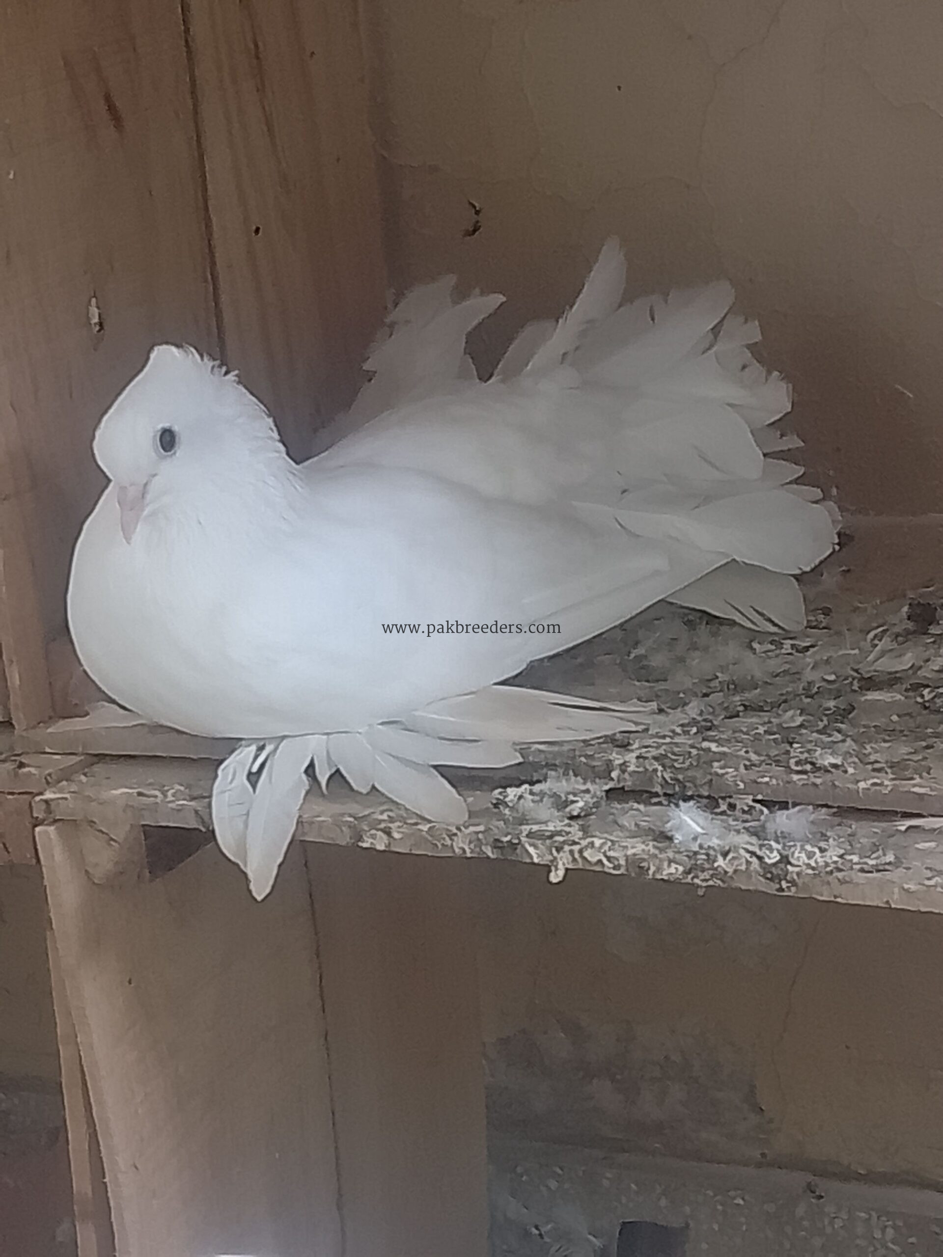 Elite class English fantail