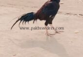 Rata aseel murga sell