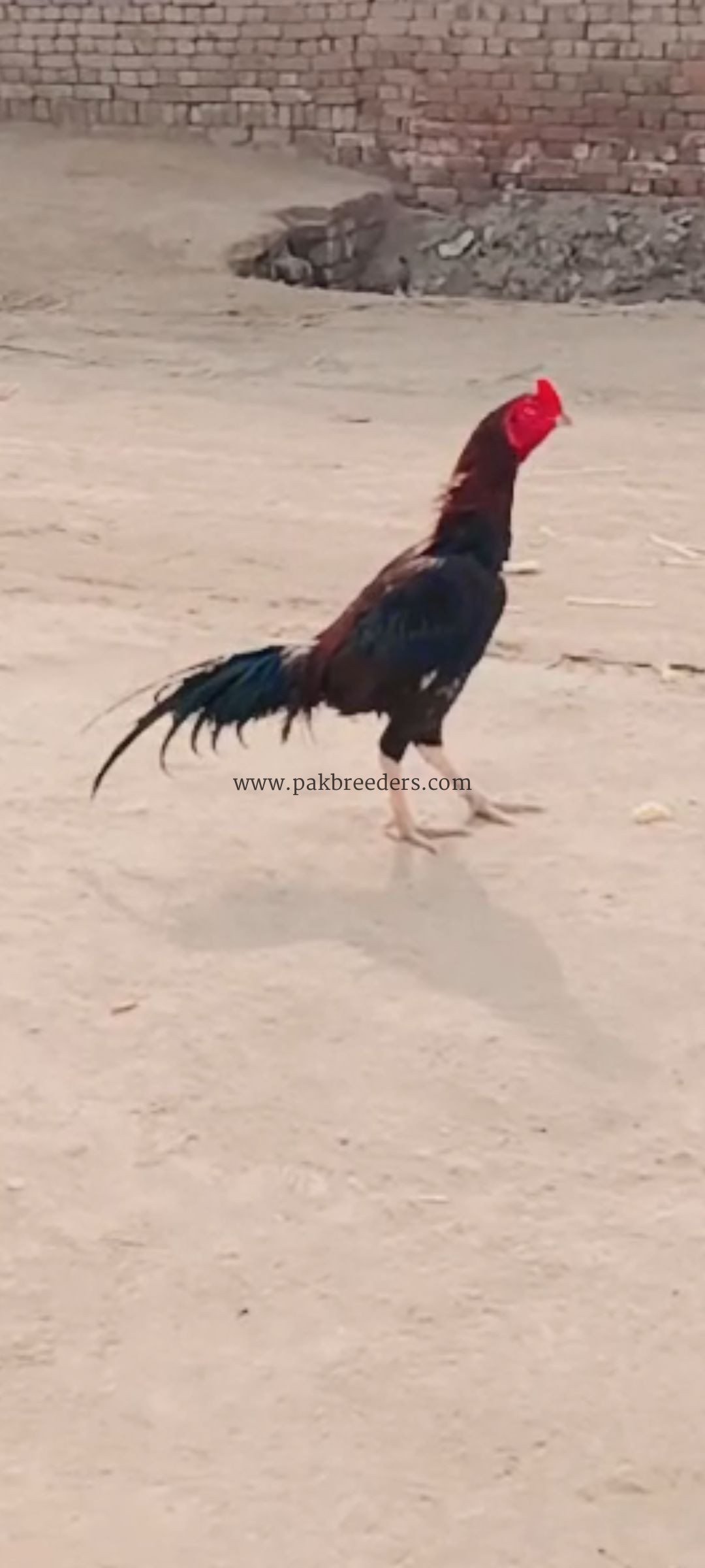 Rata aseel murga sell