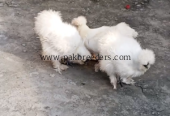 Silki pair for sale and eggs