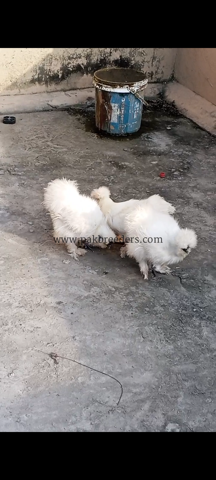 Silki pair for sale and eggs